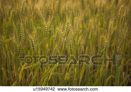 Stock Image - Close up of Wheat. Fotosearch