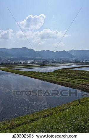 Clouds Reflected in Paddy Field View Large Photo Image Stock Photography - Clouds Reflected in Paddy Field. Fotosearch