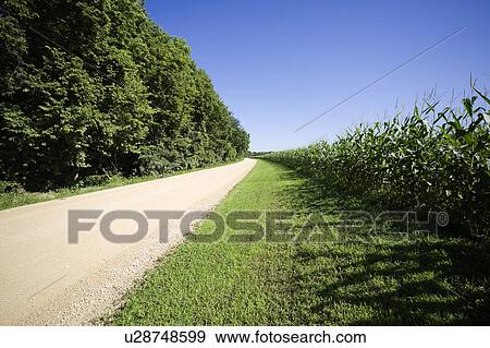 Stock Photo - Corn field and dirt road, Iowa, USA. Fotosearch