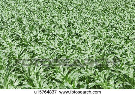 Corn Field, Kanagawa Prefecture, Honshu, Japan View Large Photo Image Stock Photo - Corn Field, Kanagawa Prefecture, Honshu, Japan. Fotosearch