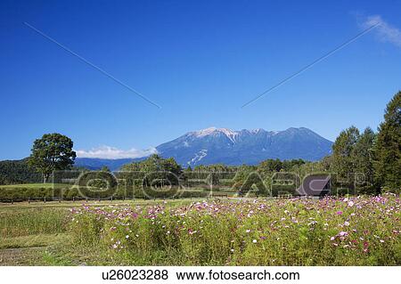 Stock Photo - Cosmos field and Mt. Ontake, Nagano Prefecture, Honshu, Japan. Fotosearch