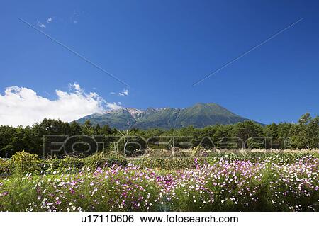 Stock Photograph - Cosmos field and Mt. Ontake, Nagano Prefecture, Honshu, Japan. Fotosearch