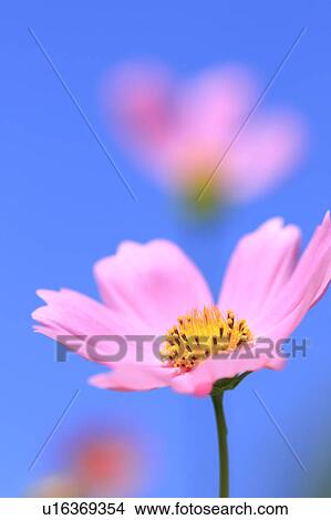 Cosmos Flower Against Blue Sky View Large Photo Image Picture - Cosmos Flower Against Blue Sky. Fotosearch
