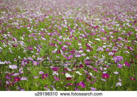 Stock Image - Cosmos Flower Field. Fotosearch