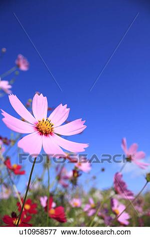 Stock Photo - Cosmos Flower Field. Fotosearch