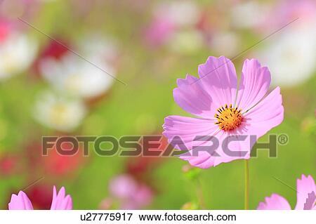 Cosmos Flower View Large Photo Image Stock Photo - Cosmos Flower. Fotosearch