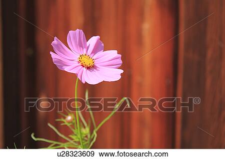Stock Photo - Cosmos Flower. Fotosearch