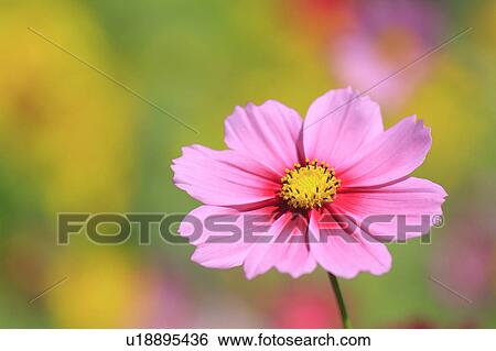 Stock Photograph - Cosmos Flower. Fotosearch