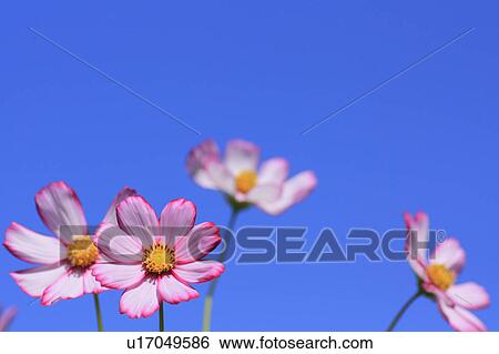 Stock Photograph - Cosmos Flowers Against Blue Sky. Fotosearch