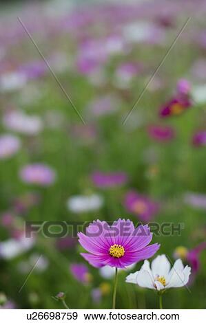 Cosmos Flowers View Large Photo Image Stock Photo - Cosmos Flowers. Fotosearch