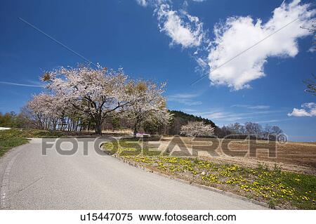 Stock Photography - Country Road and Cherry Blossom Blooming in the Field. Fotosearch