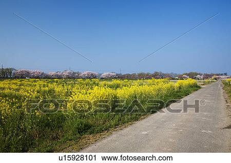 Country Road and Field of Rape Blossom View Large Photo Image Stock Image - Country Road and Field of Rape Blossom. Fotosearch