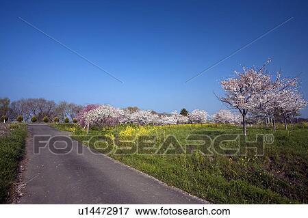 Country Road and Flower Field View Large Photo Image Stock Photo - Country Road and Flower Field . Fotosearch