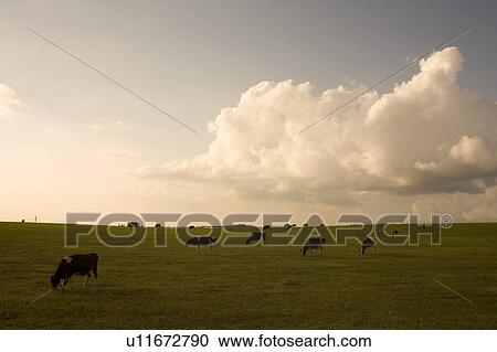 Cows grazing at dusk, Hokkaido Prefecture, Japan View Large Photo Image Stock Image - Cows grazing at dusk, Hokkaido Prefecture, Japan. Fotosearch
