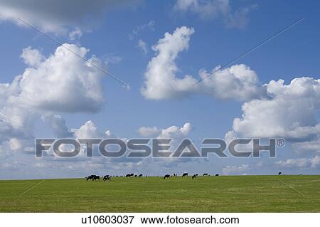 Stock Photo - Cows grazing, Hokkaido Prefecture, Japan. Fotosearch