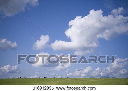 Stock Photography - Cows grazing, Hokkaido Prefecture, Japan. Fotosearch