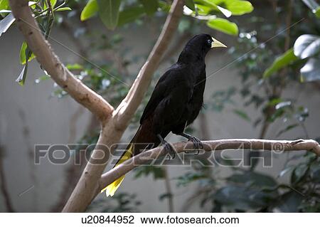 Stock Image - Crested Oropendola. Fotosearch