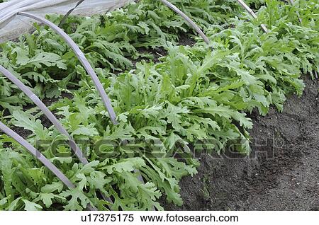 Stock Photography - Crown daisy farm, Hyogo Prefecture, Honshu, Japan. Fotosearch