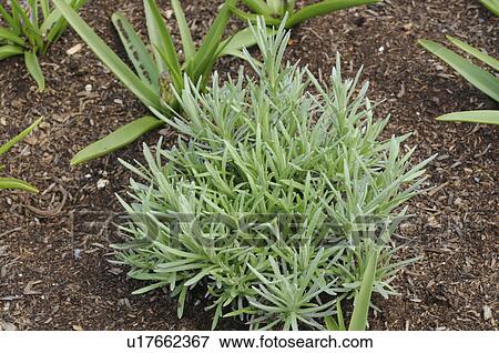 Stock Photo - Curry Plant (Helichrysum italicum), Okayama Prefecture, Honshu, Japan. Fotosearch