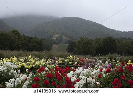Dahlia Blooming at Kurohime Plateau on Rainy Day View Large Photo Image Stock Photography - Dahlia Blooming at Kurohime Plateau on Rainy Day. Fotosearch