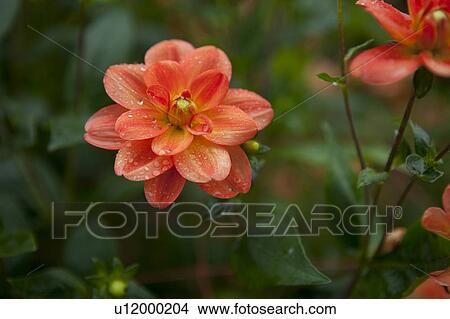 Dahlia Blooming at Kurohime Plateau View Large Photo Image Picture - Dahlia Blooming at Kurohime Plateau. Fotosearch