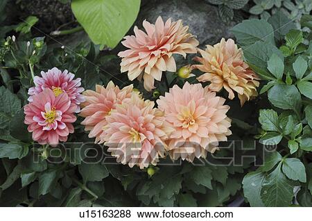 Dahlias, Hyogo Prefecture, Honshu, Japan View Large Photo Image Stock Photo - Dahlias, Hyogo Prefecture, Honshu, Japan. Fotosearch
