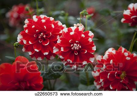 Dahlias View Large Photo Image Stock Image - Dahlias. Fotosearch