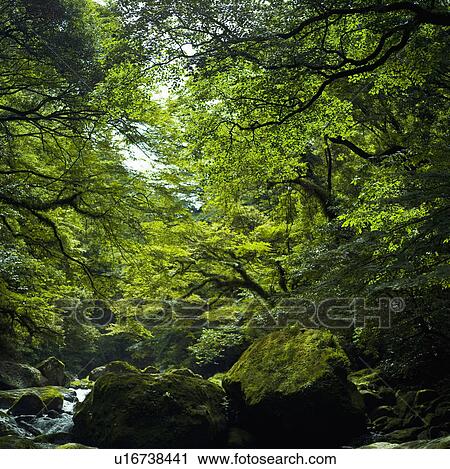 Dense Forest and Stream View Large Photo Image Stock Image - Dense Forest and Stream. Fotosearch