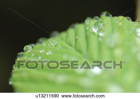 Dew drop on leaves View Large Photo Image Stock Image - Dew drop on leaves. Fotosearch
