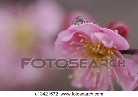Stock Image - Dew drop on plum blossom, Close-up, Kanagawa Prefecture, Honshu, Japan. Fotosearch