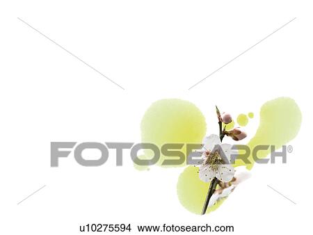 Picture - Digital composite of cherry blossoms and illustration. Fotosearch
