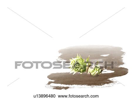 Stock Image - Digital composite of Japanese butterbur and illustration. Fotosearch