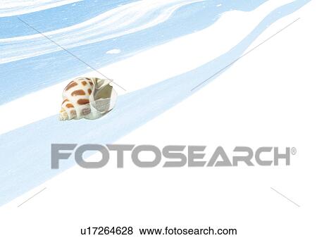 Stock Photo - Digital composite of seashell and illustration. Fotosearch