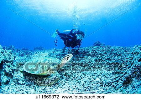 Diver and sea turtle underwater View Large Photo Image Stock Image - Diver and sea turtle underwater. Fotosearch