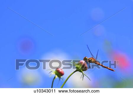 Dragonfly on Cosmos Bud View Large Photo Image Stock Image - Dragonfly on Cosmos Bud. Fotosearch