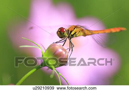 Dragonfly on Cosmos Bud View Large Photo Image Stock Photo - Dragonfly on Cosmos Bud. Fotosearch
