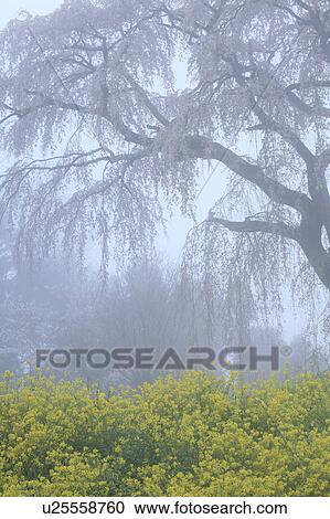 Dropping Cherry Blossom Blooming in Morning Mist View Large Photo Image Stock Image - Dropping Cherry Blossom Blooming in Morning Mist. Fotosearch