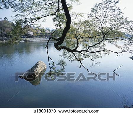 Dropping Tree Branch and River View Large Photo Image Stock Image - Dropping Tree Branch and River. Fotosearch