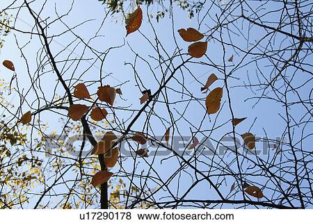 Stock Photo - Dry Leaves on Branches. Fotosearch