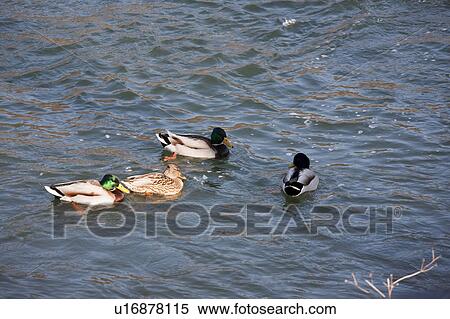 Ducks swimming, Nagano Prefecture, Honshu, Japan View Large Photo Image Stock Photography - Ducks swimming, Nagano Prefecture, Honshu, Japan. Fotosearch
