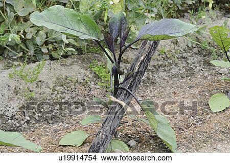 Eggplant plant, Hyogo Prefecture, Honshu, Japan View Large Photo Image Picture - Eggplant plant, Hyogo Prefecture, Honshu, Japan. Fotosearch
