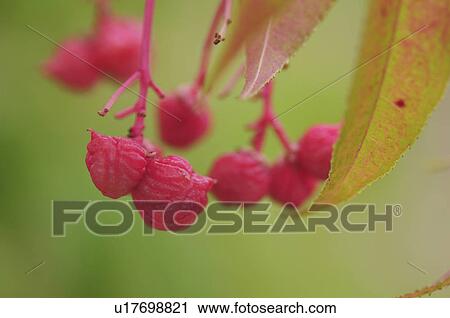 Euscaphis, Chiba Prefecture, Honshu, Japan View Large Photo Image Stock Image - Euscaphis, Chiba Prefecture, Honshu, Japan. Fotosearch