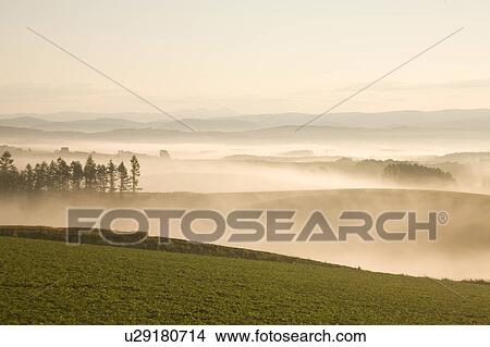 Picture - Farm at dawn, Hokkaido Prefecture, Japan. Fotosearch