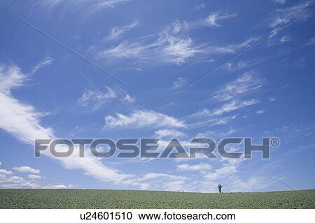 Farm land and tree, Hokkaido Prefecture, Japan View Large Photo Image Stock Image - Farm land and tree, Hokkaido Prefecture, Japan. Fotosearch