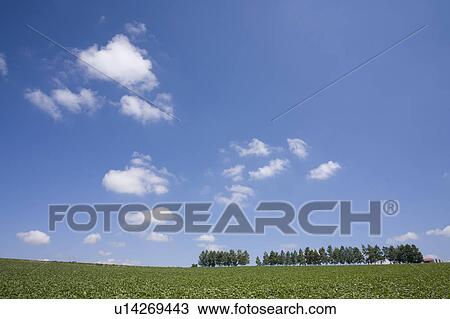 Farm land and tree in a row, Hokkaido Prefecture, Japan View Large Photo Image Stock Image - Farm land and tree in a row, Hokkaido Prefecture, Japan. Fotosearch