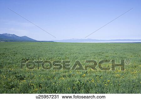 Field and mountain range, Hokkaido Prefecture, Japan View Large Photo Image Stock Image - Field and mountain range, Hokkaido Prefecture, Japan. Fotosearch