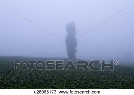 Stock Image - Field in fog, Kamifurano town, Hokkaido prefecture, Japan. Fotosearch