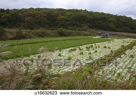 Field of Chinese Cabbage View Large Photo Image Stock Image - Field of Chinese Cabbage. Fotosearch
