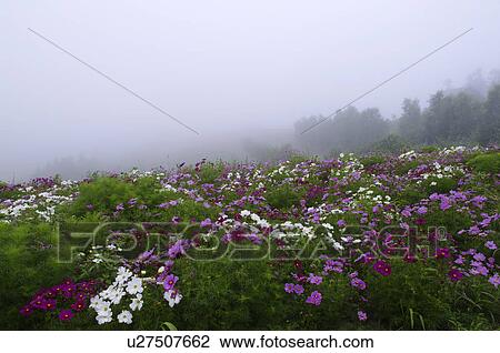 Stock Image - Field of cosmos, Biei town, Hokkaido prefecture, Japan. Fotosearch