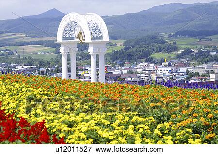 Stock Photo - Field of flowers, Kamifurano town, Hokkaido prefecture, Japan. Fotosearch
